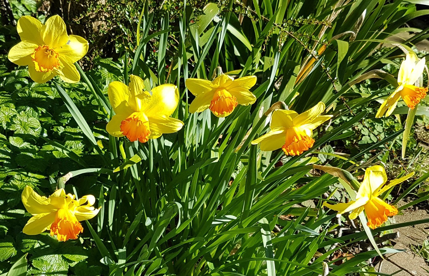 daffodil coloured vw campervan
