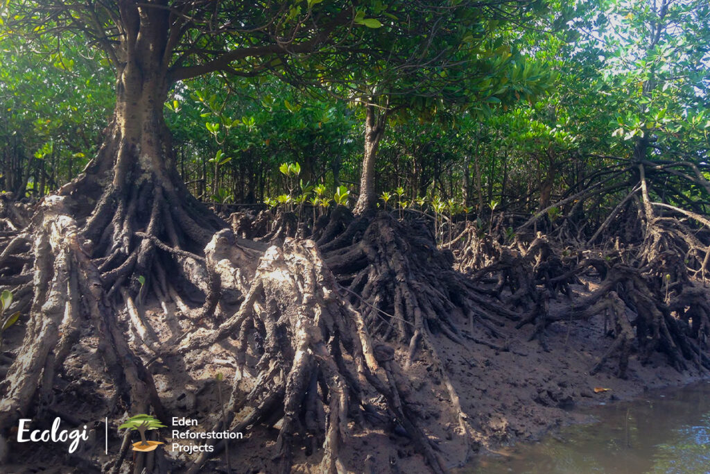 Mangrove trees in Madagascar